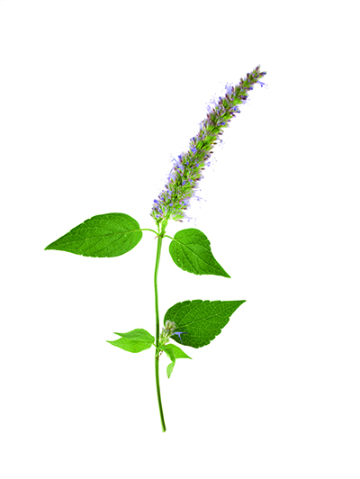Anise Hyssop - Where to look: Wild, sunny places. How to prepare: Use fresh or dried lavender-colored leaves in tea, or crumble the flowers into a glass of prosecco or over a fruit salad.