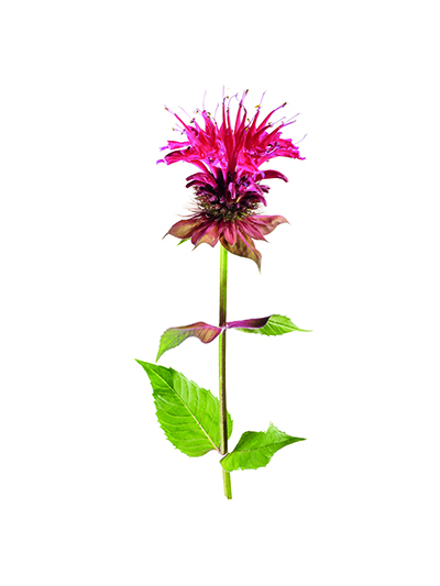 Bee Balm - Where to look: Dry, sunny fields and thickets. How to prepare: The oregano-scented leaves are edible raw or cooked. Add to salads, cooked foods, or tea, and use the flowers for garnish.