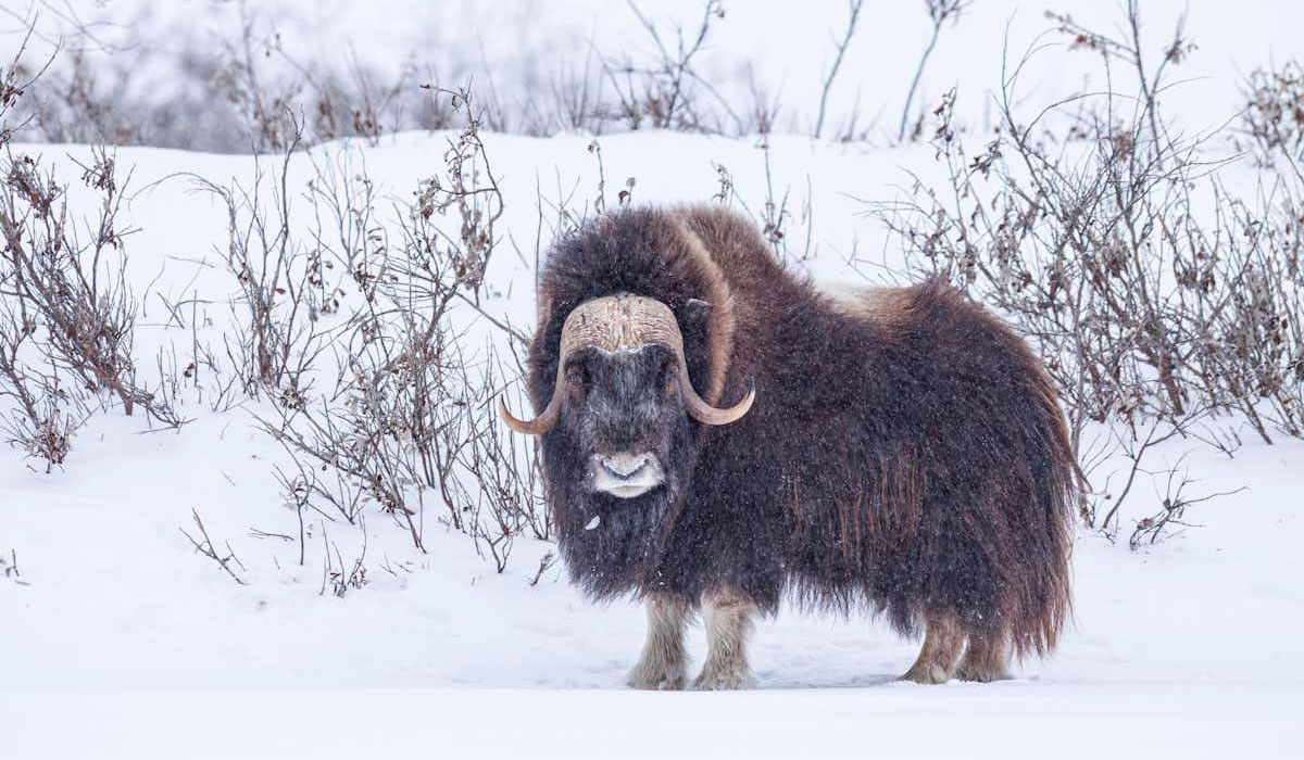 Musk Ox