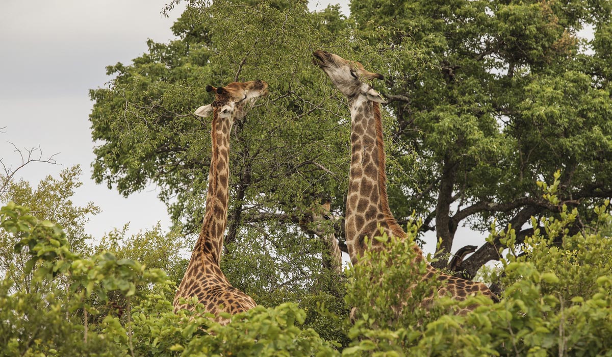Two giraffes peaking their long necks through tall, green African trees and bushes.