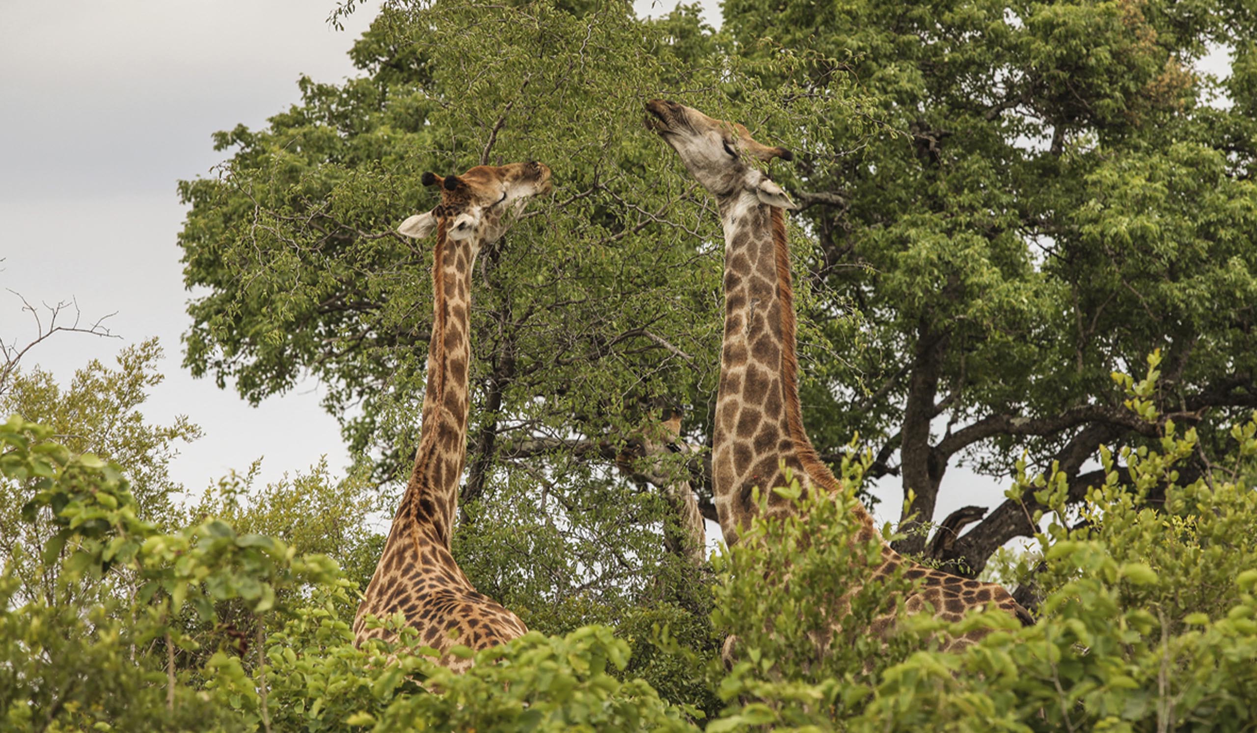Two giraffes peaking their long necks through tall, green African trees and bushes.