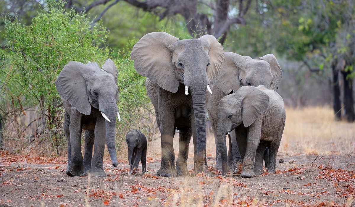 Five elephants, ranging from young to old, walk side by side through the dirt, with green African trees in the background.