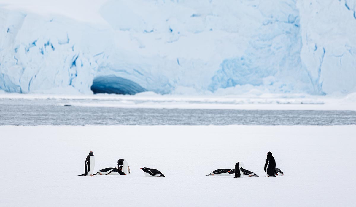 A group of white and black penguins playing on an ice cap, with tall ice structures behind them.