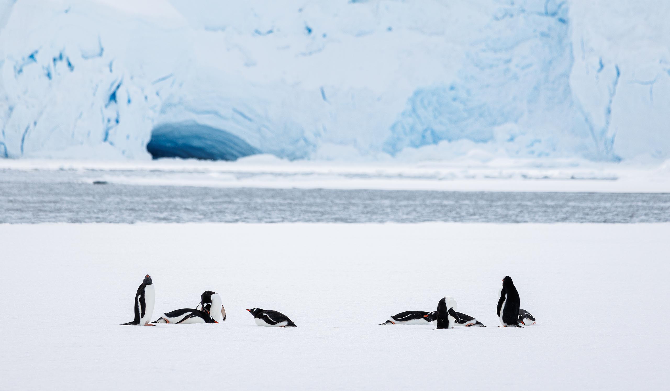 A group of white and black penguins playing on an ice cap, with tall ice structures behind them.