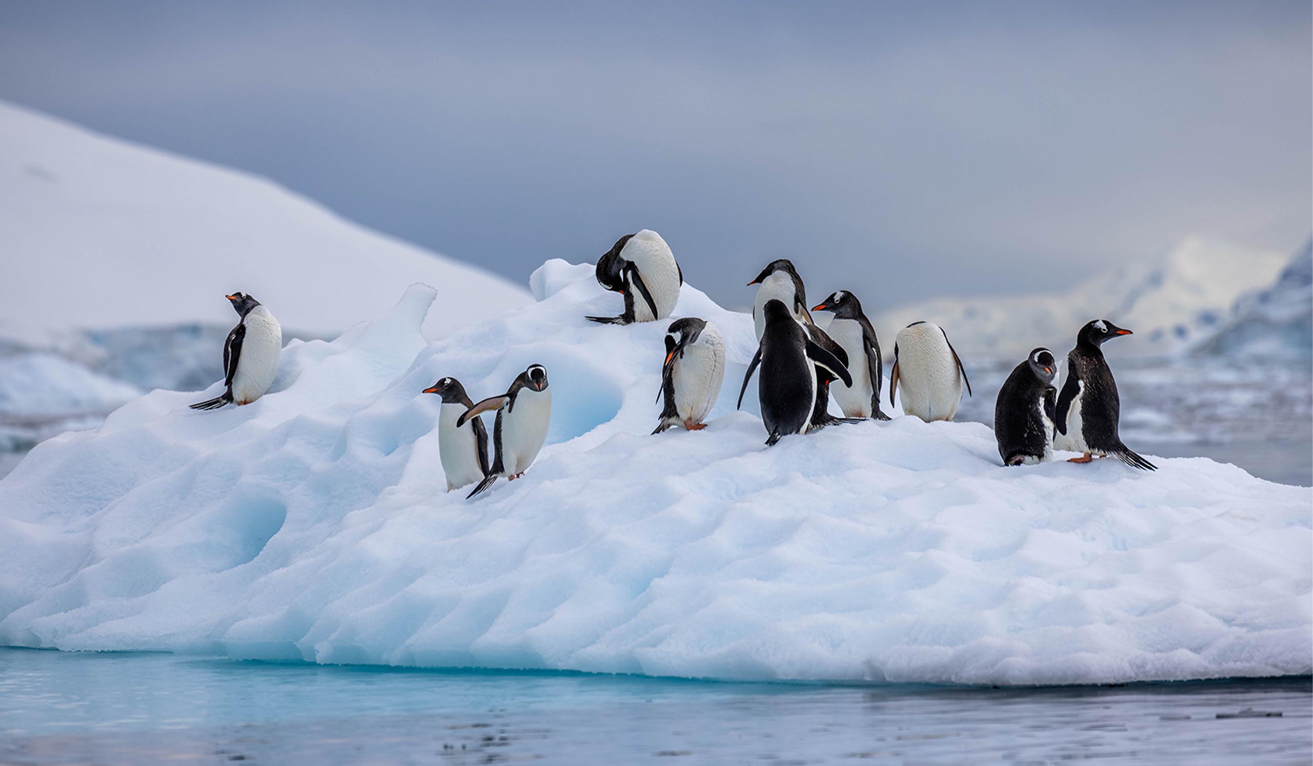 A group of white and black penguins standing on a snowy ice cap that is floating in a body of water.
