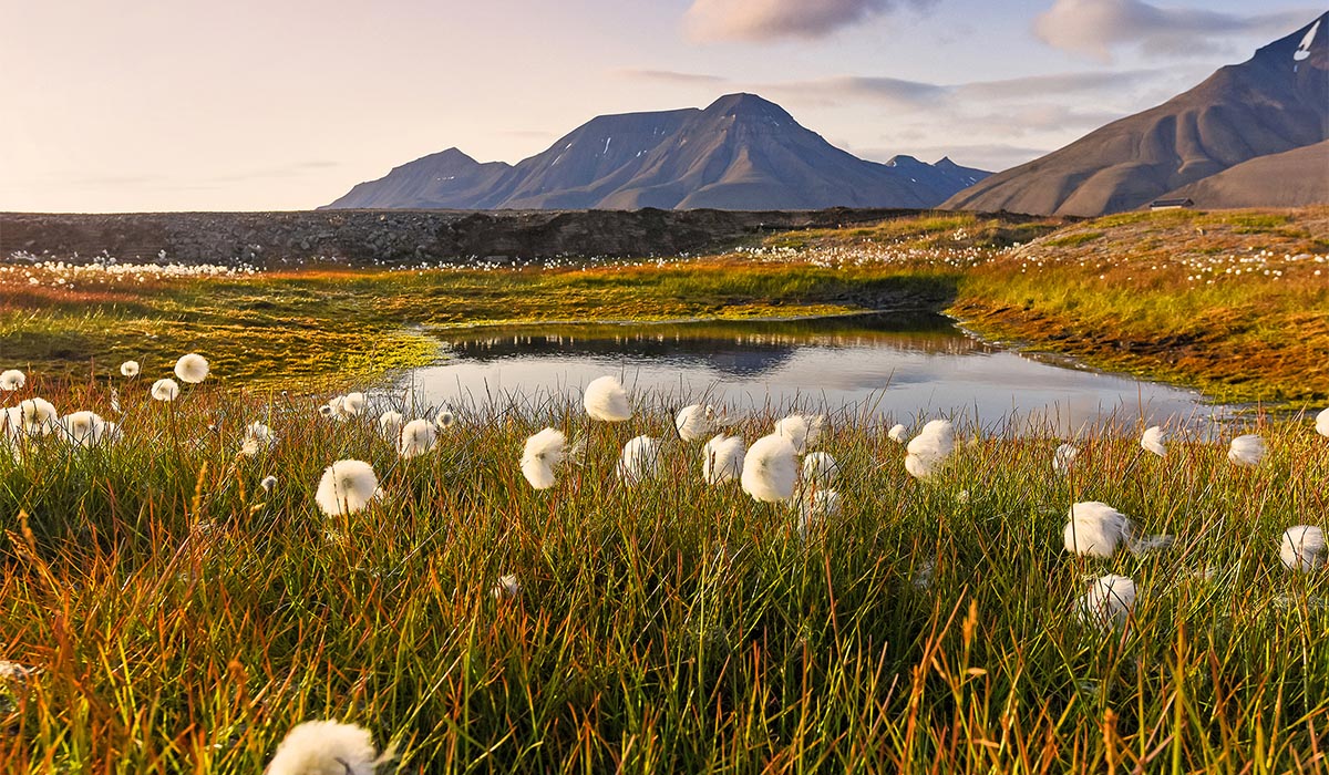Peaceful tundra landscape with a small reflective pond surrounded by grasses and white cotton-like flowers, set against distant mountains under soft, warm light.