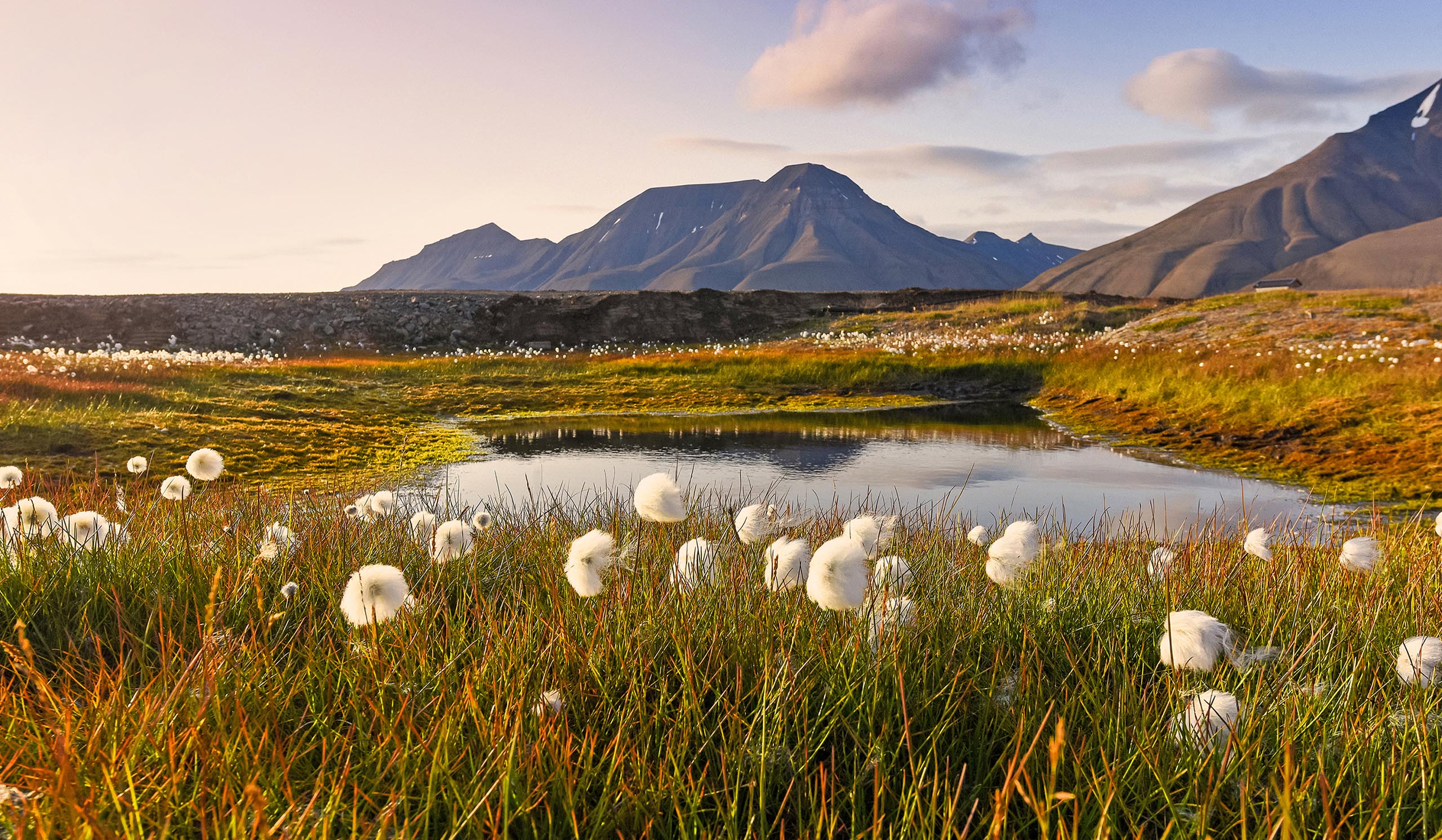 Peaceful tundra landscape with a small reflective pond surrounded by grasses and white cotton-like flowers, set against distant mountains under soft, warm light.