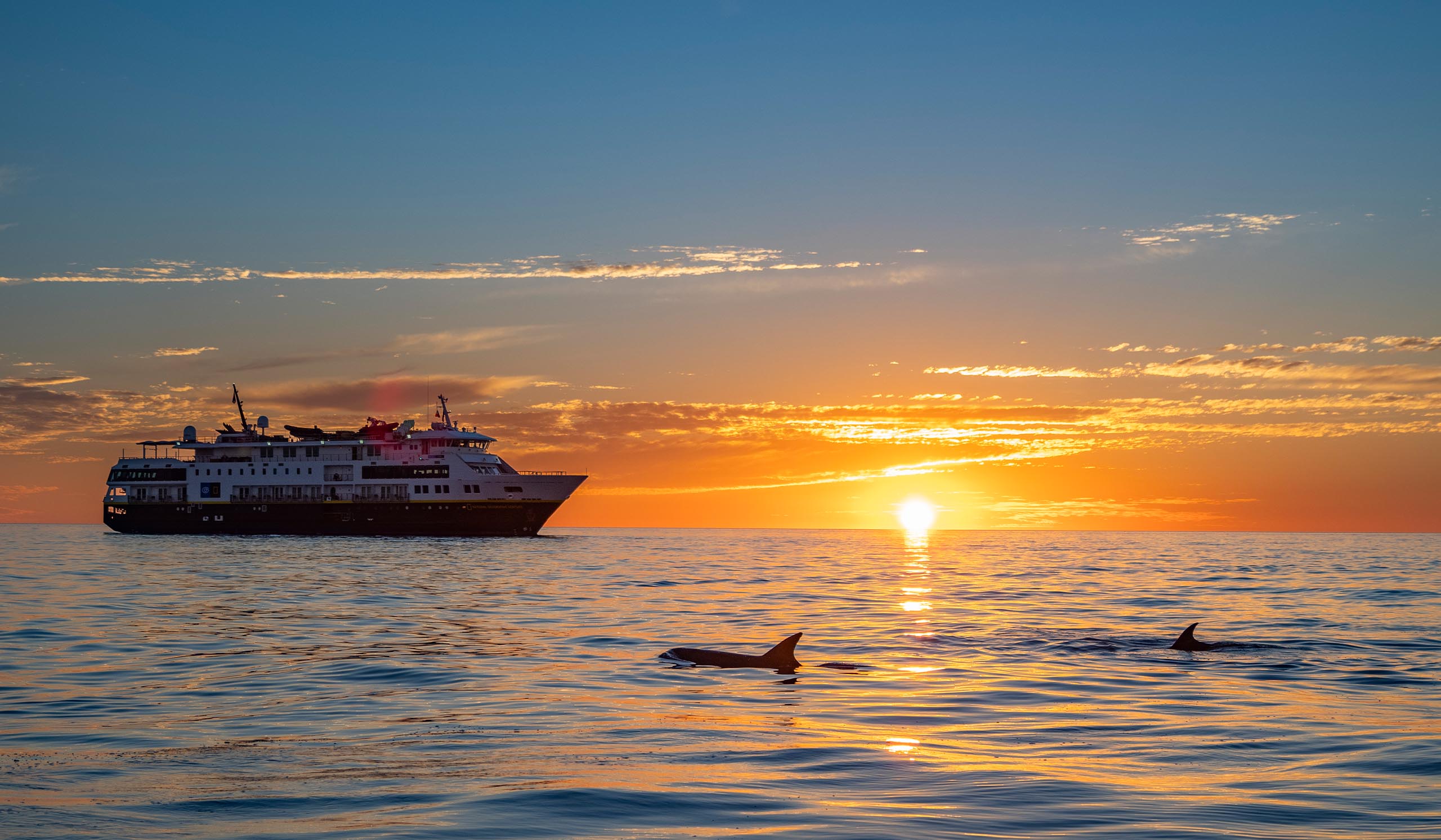 A large cruise ship is in a large body of water, with an orange sunset at horizon and two large whales peaking out of the water.