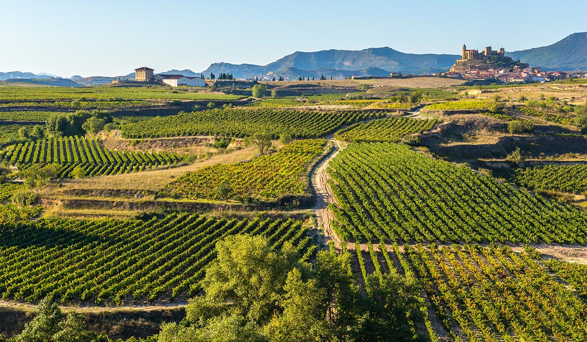 Rows of green vineyards stretch across rolling hills, with a small village and mountains in the distance under a clear sky.