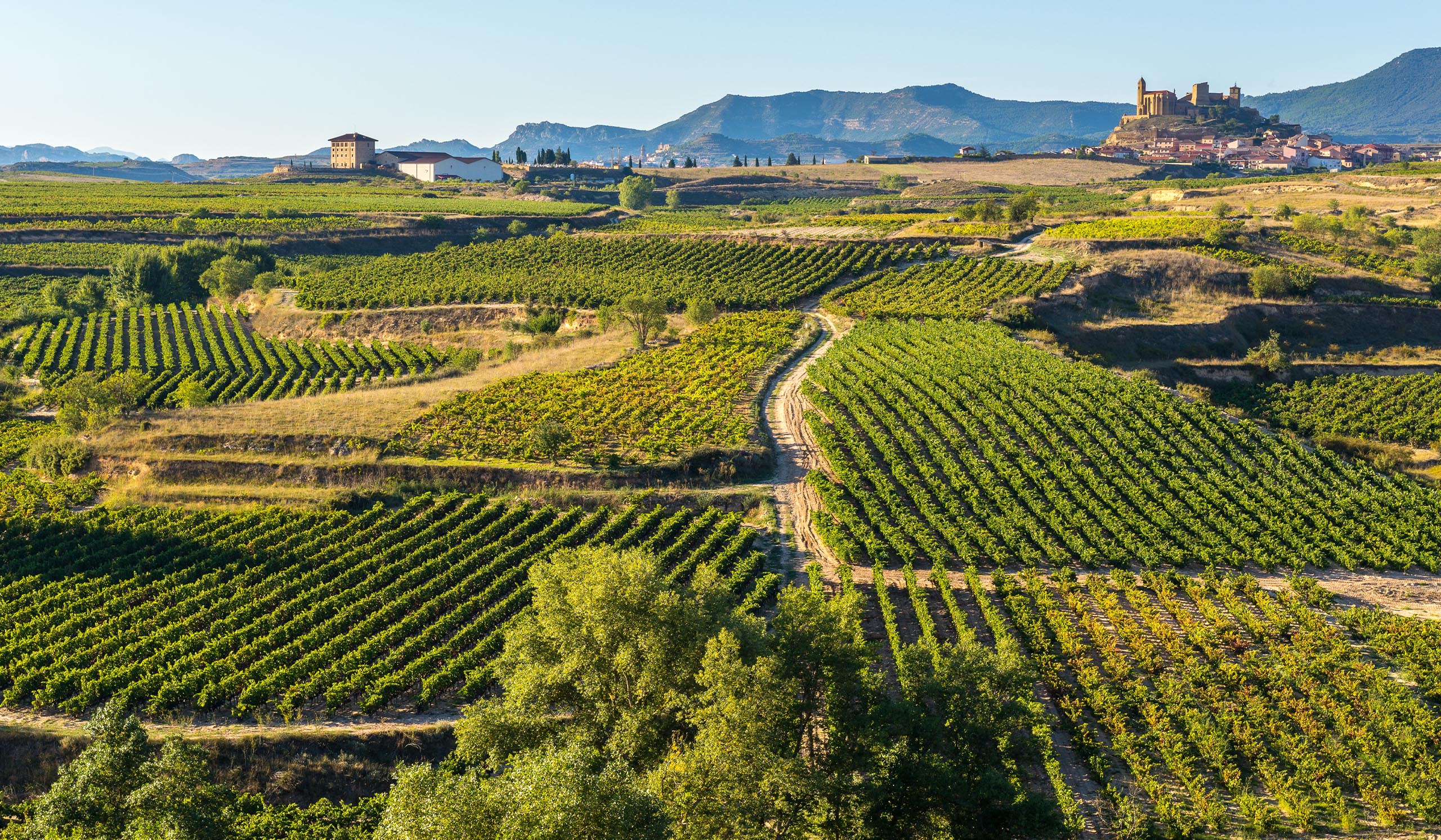 Rows of green vineyards stretch across rolling hills, with a small village and mountains in the distance under a clear sky.