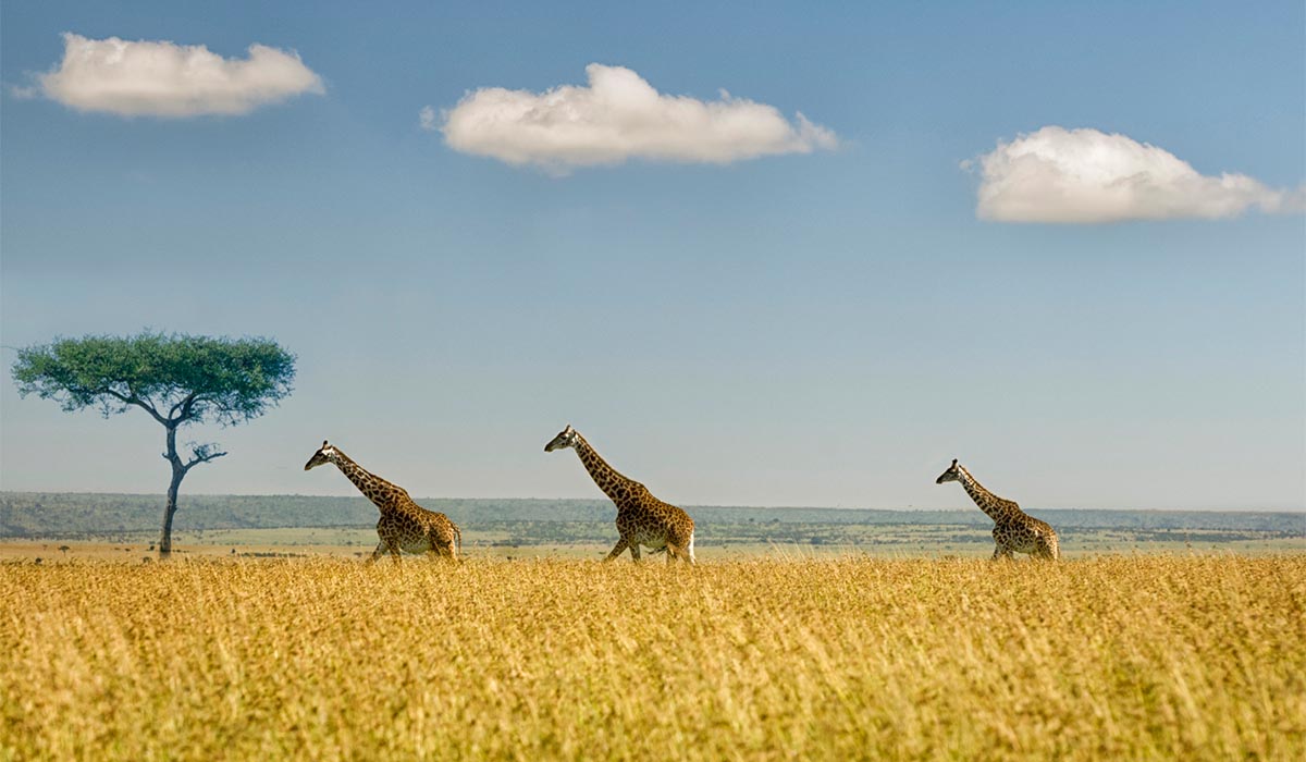 Three giraffes walking through yellow plains with an African tree in the background.