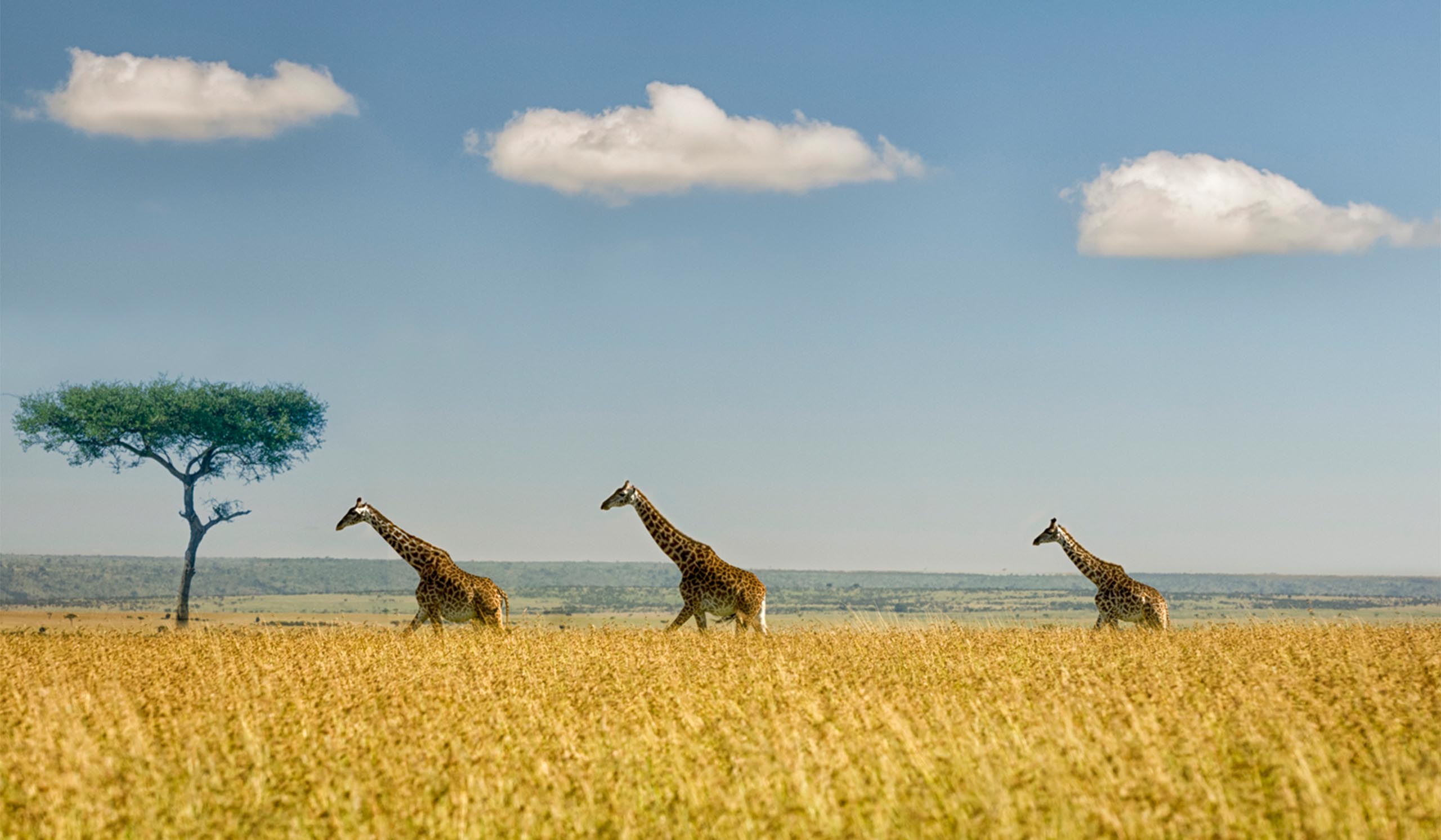 Three giraffes walking through yellow plains with an African tree in the background.