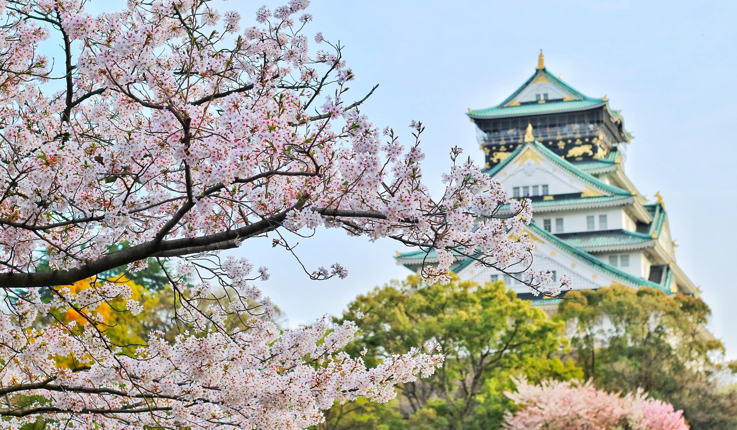 Pink cherry blossoms in the foreground with a traditional Japanese castle in the background, surrounded by trees under a clear blue sky.
