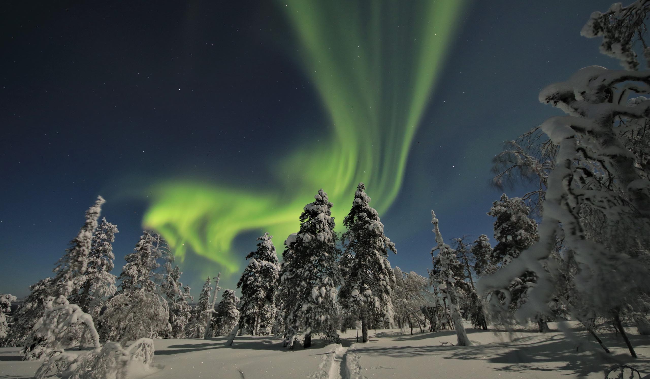 Green northern lights glow in the night sky above snow-covered trees.