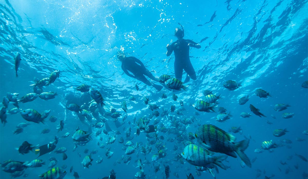 Two snorkelers swim among a large school of colorful fish in clear blue water.