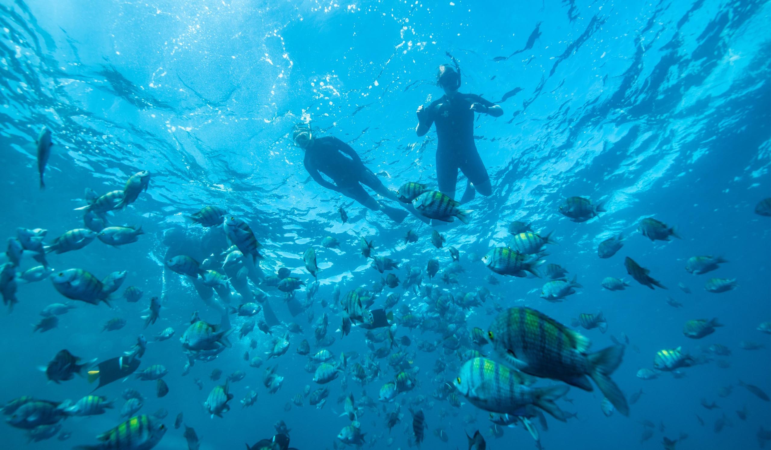 Two snorkelers swim among a large school of colorful fish in clear blue water.