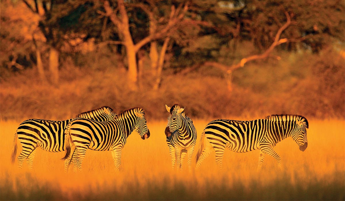 Three zebras stand in tall golden grass with trees in the background, lit by warm sunset light.