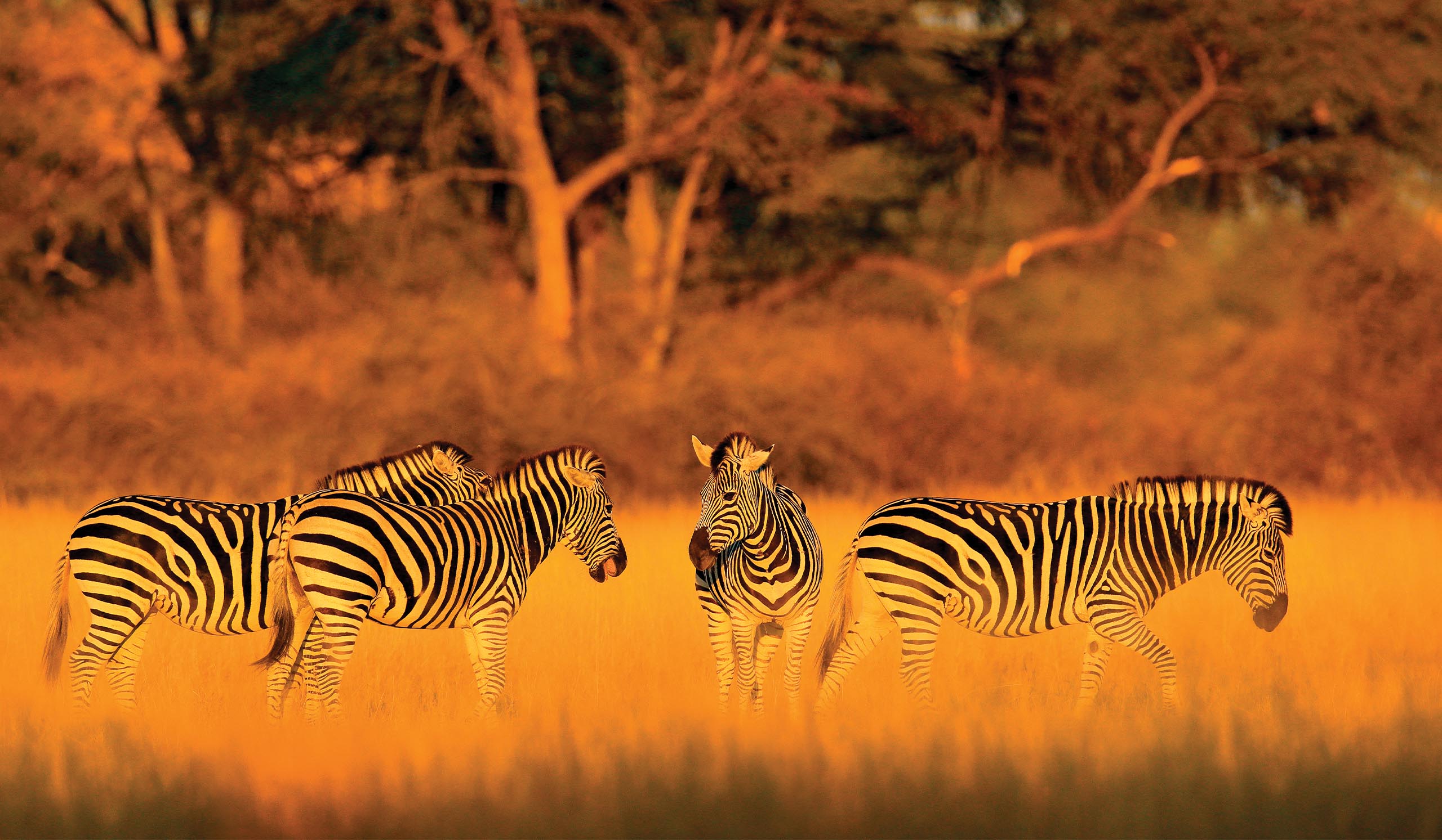 Three zebras stand in tall golden grass with trees in the background, lit by warm sunset light.