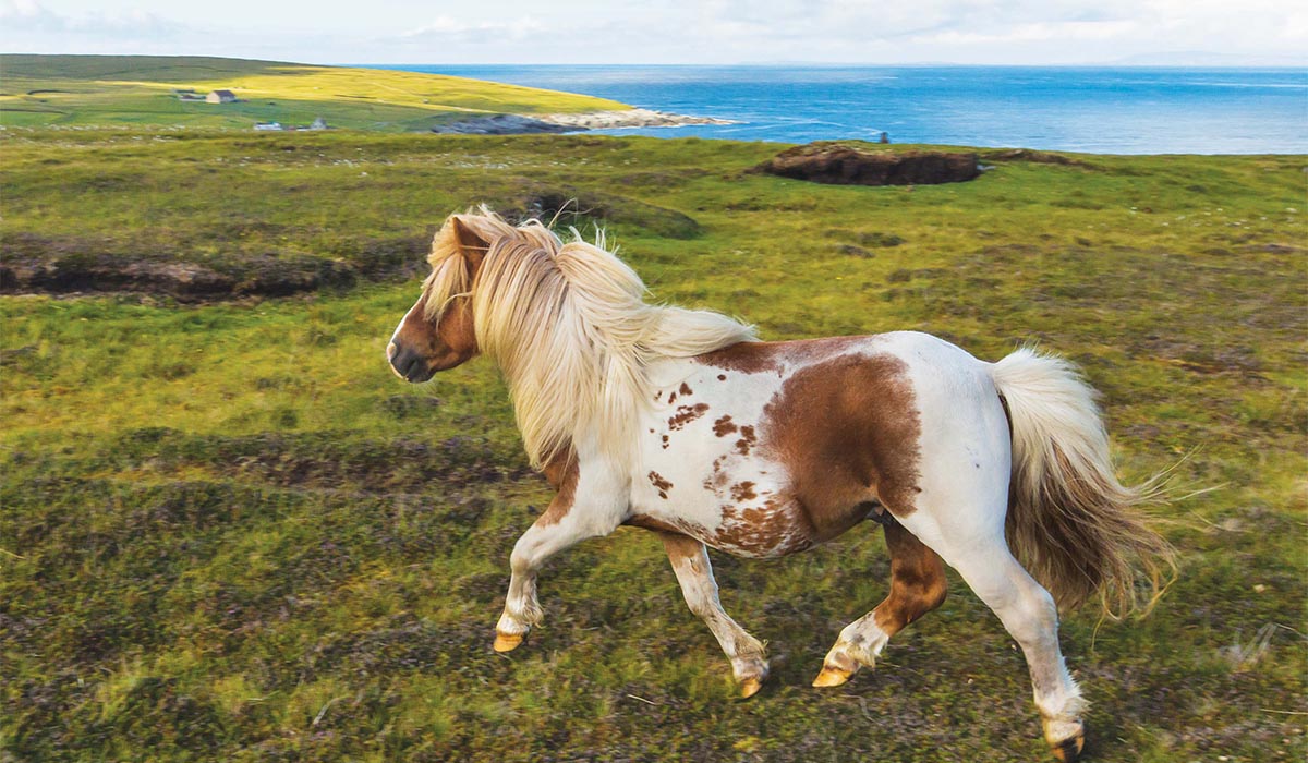 A small pony with a thick mane and a brown-and-white spotted coat trots across a wide, grassy coastal plain. In the distance, gentle hills roll toward a calm blue sea under a soft, lightly clouded sky.