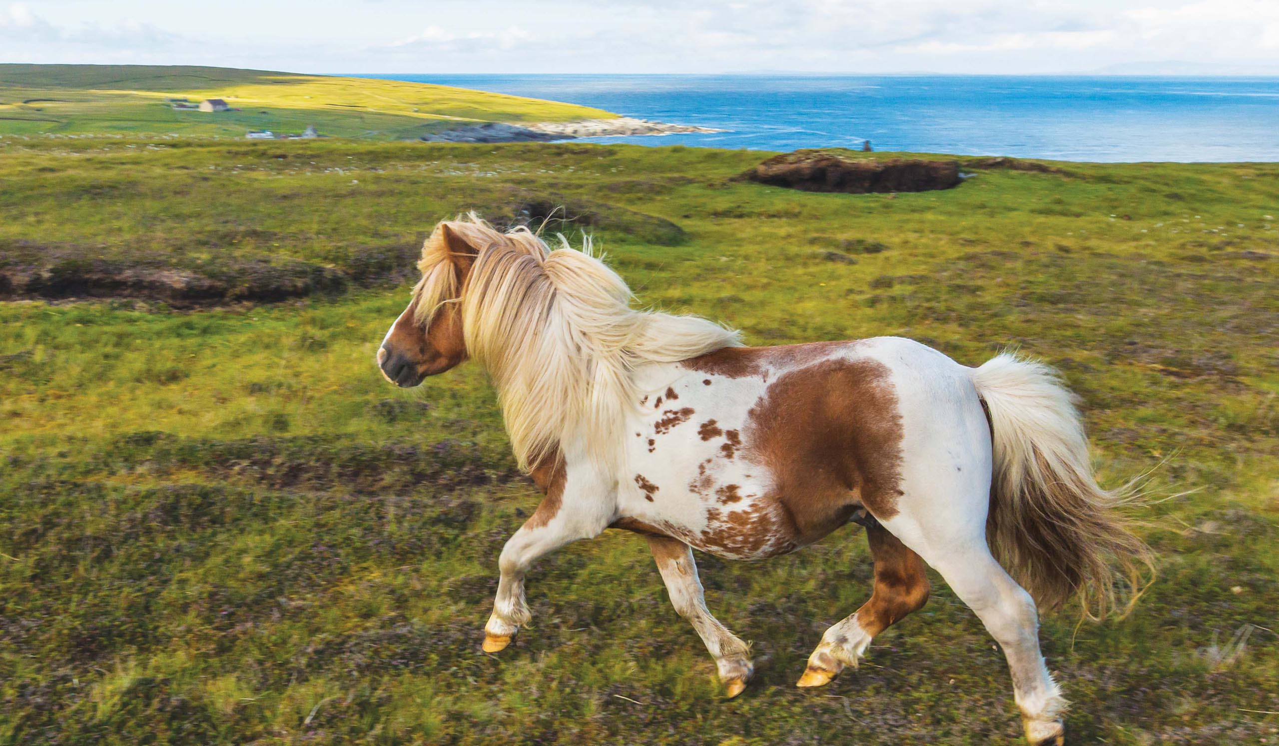 A small pony with a thick mane and a brown-and-white spotted coat trots across a wide, grassy coastal plain. In the distance, gentle hills roll toward a calm blue sea under a soft, lightly clouded sky.