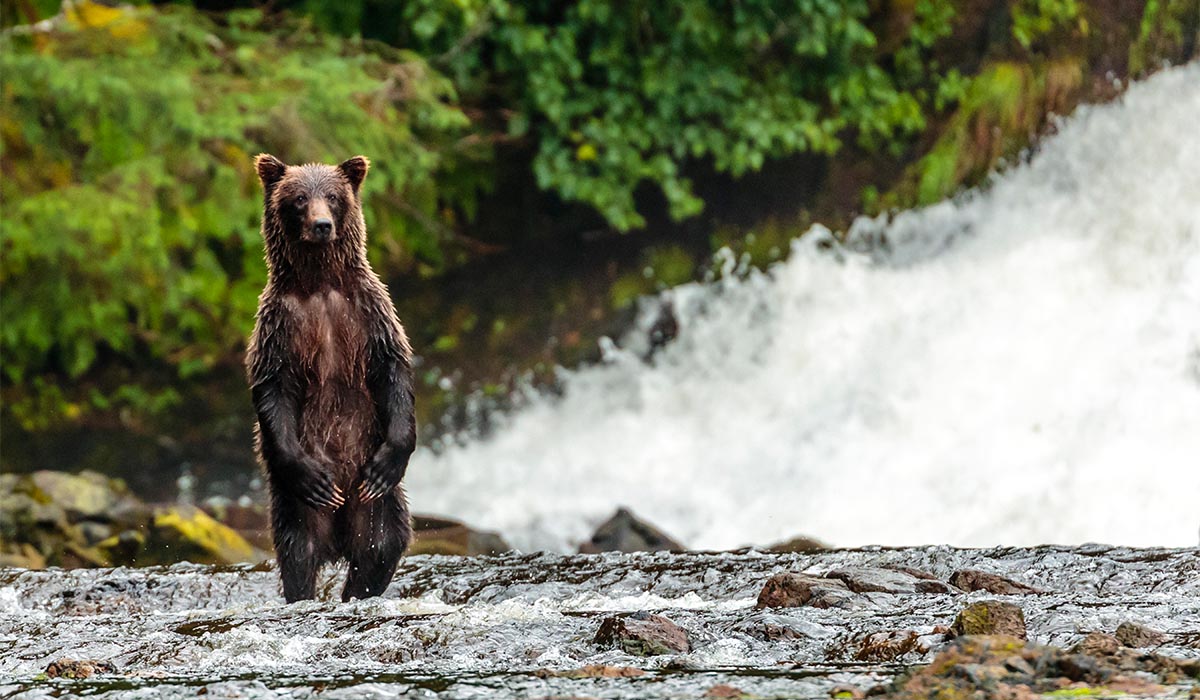 Brown bear stands on rocky ground near dense green plants, looking toward the camera.