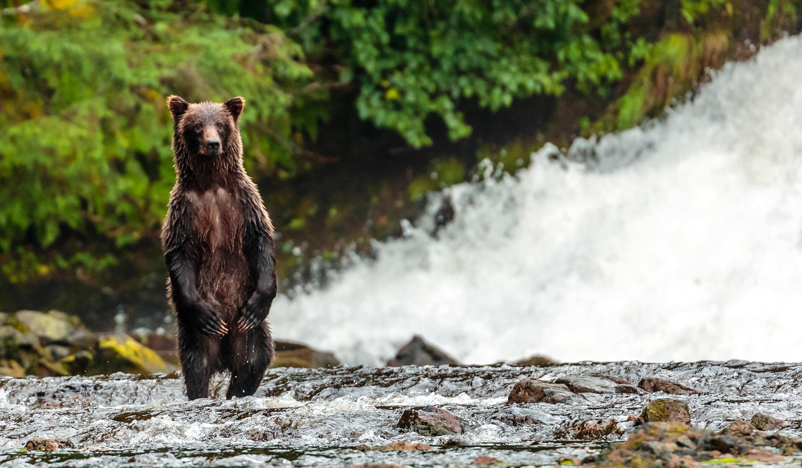 Brown bear stands on rocky ground near dense green plants, looking toward the camera.