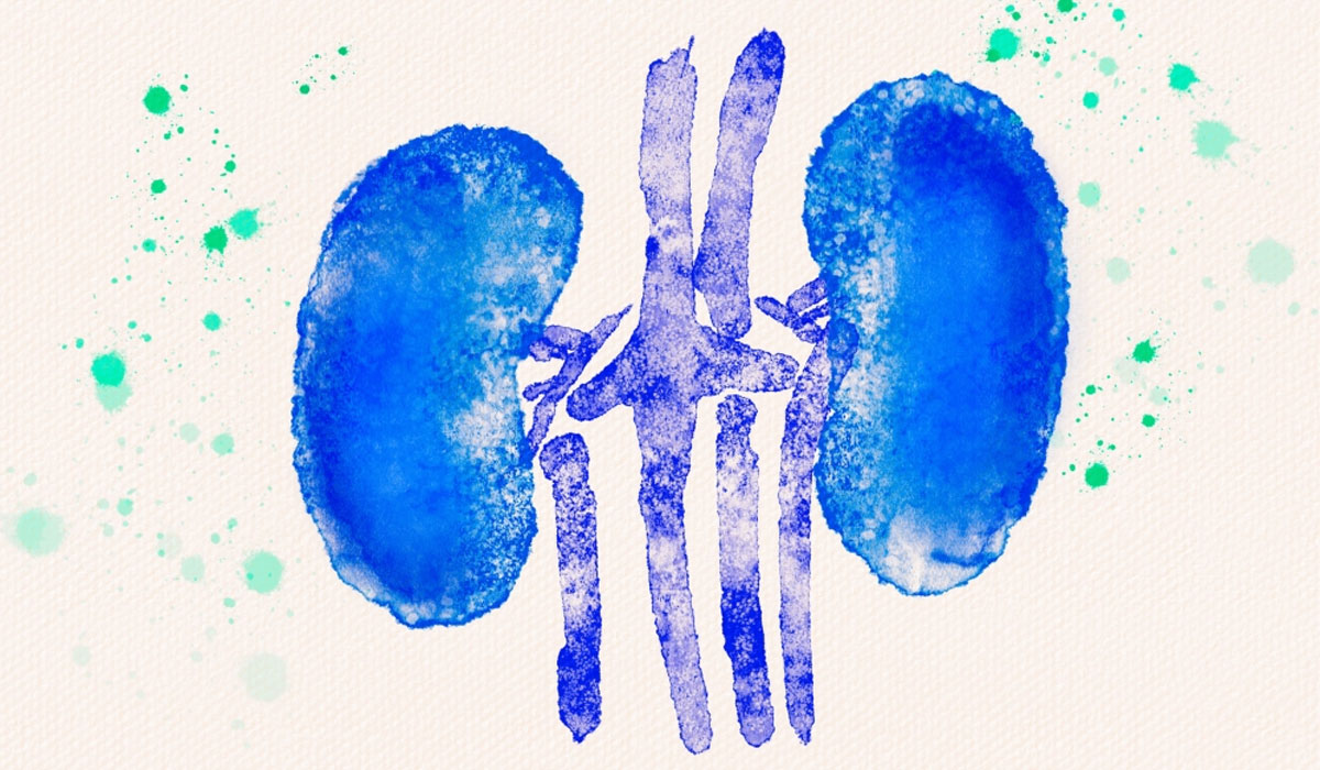 Kidneys Organs Watercolor Paint Paper