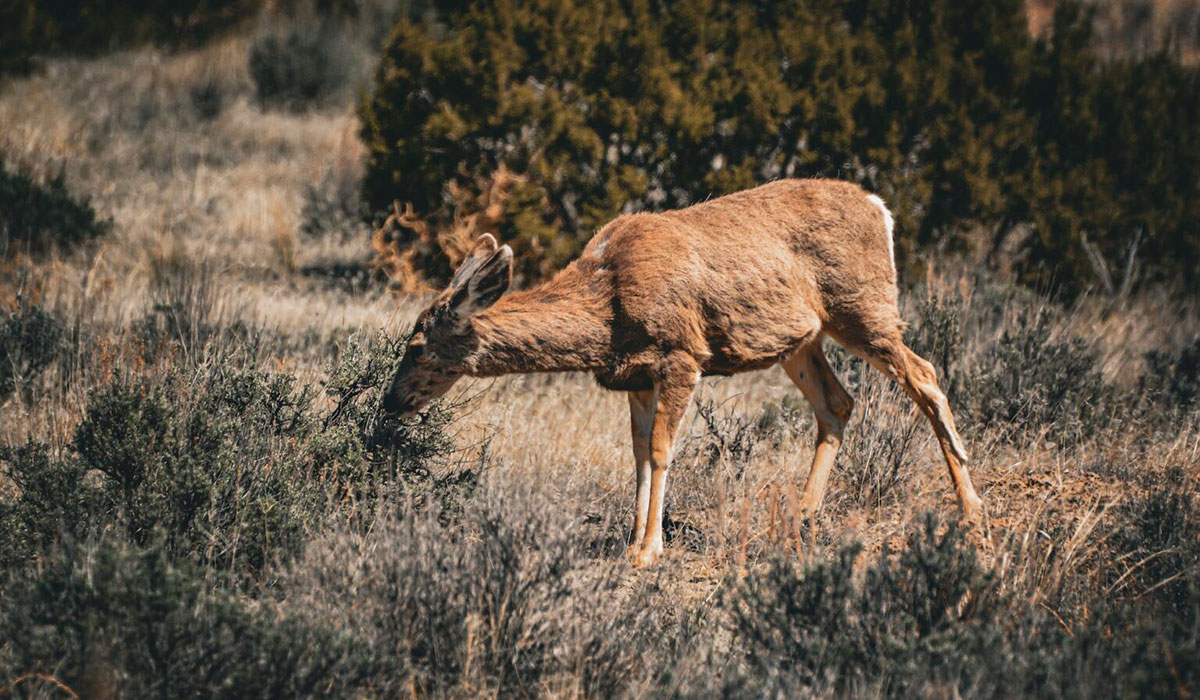 The Southwests Drought Is Shrinking Wildlifes Suitable Habitat Drought Habitat Mule Deer 1536x1091