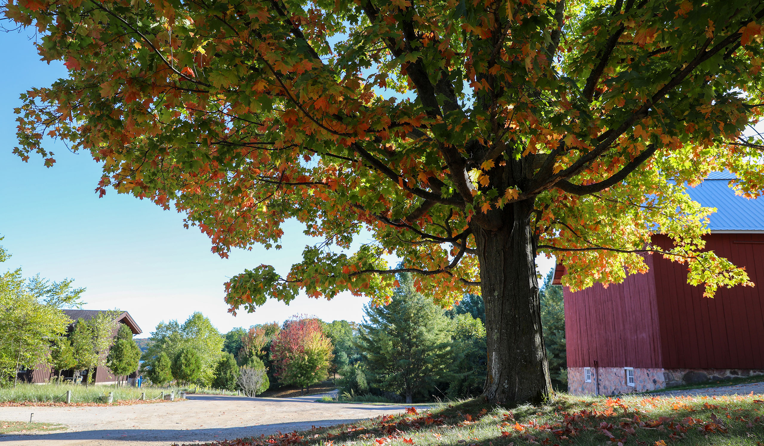 A large tree with green and orange leaves stands by a red barn at Camp Michigania, with a dirt road, more trees, and fallen leaves alongside it.