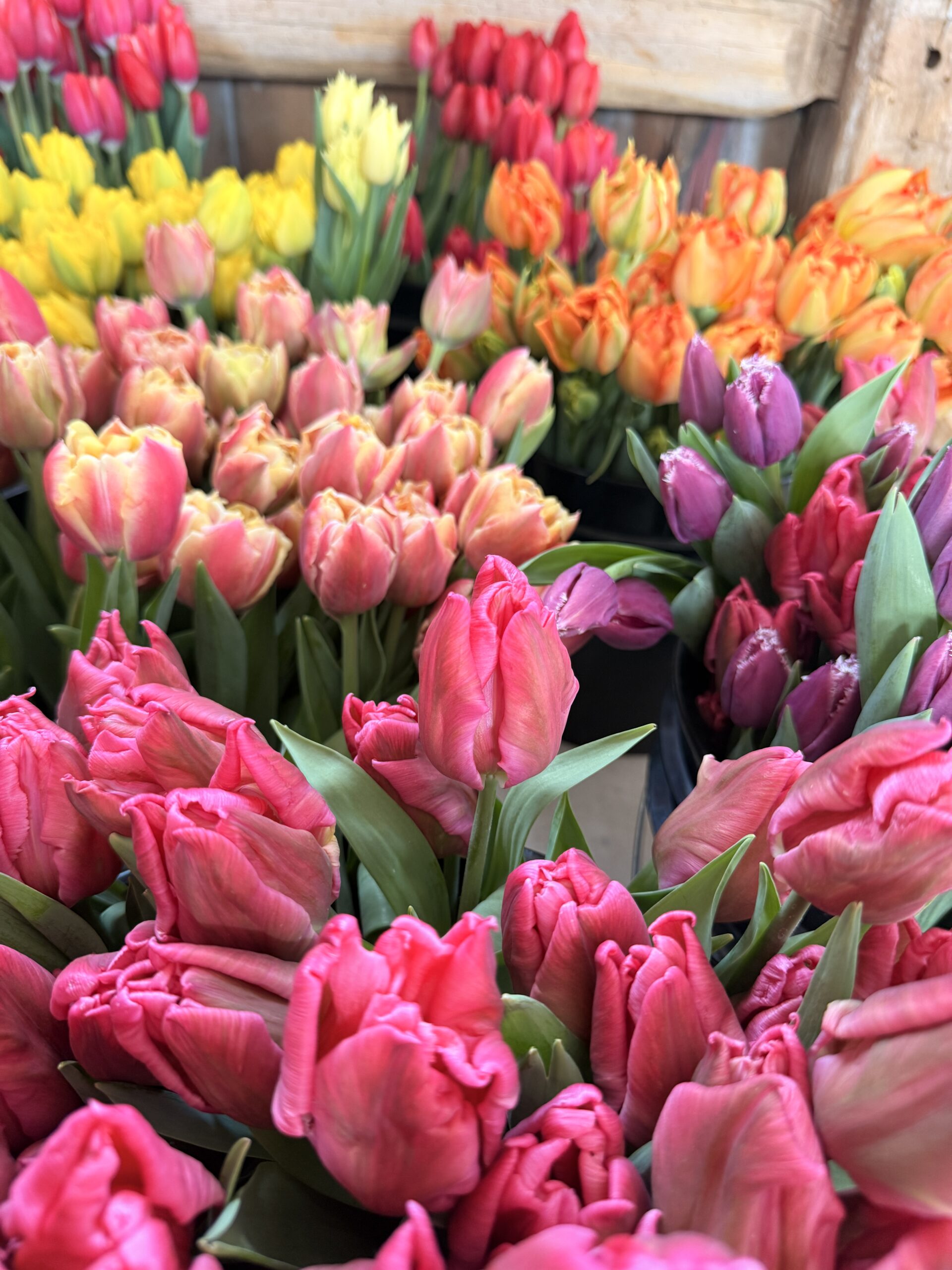 Buckets of colorful tulips in shades of pink, purple, yellow, and orange are closely arranged in a rustic wooden setting.