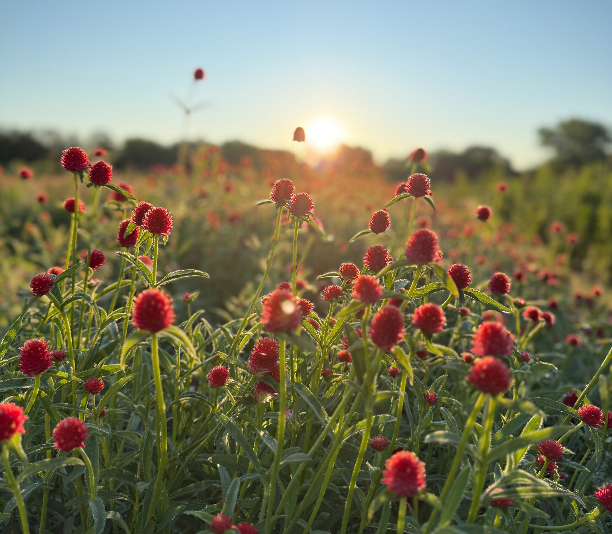 A field of red flowers in full bloom glows in sunset sunlight, with green stems, leaves, and trees under a clear sky behind.