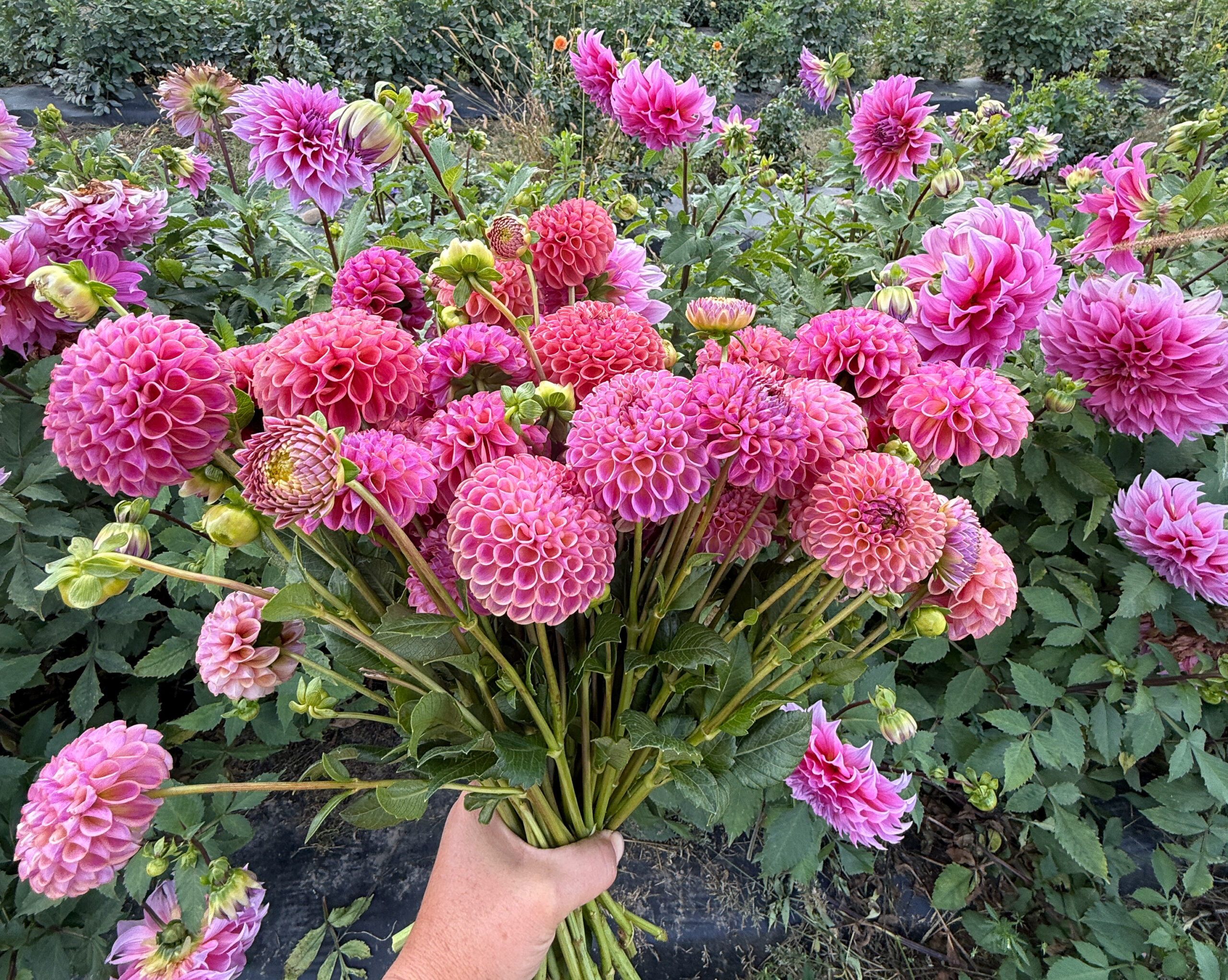 A hand holds a large bouquet of round, pink dahlias in front of a lush garden, with dahlias in pink hues and abundant foliage.