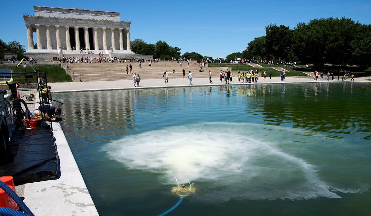 Algea