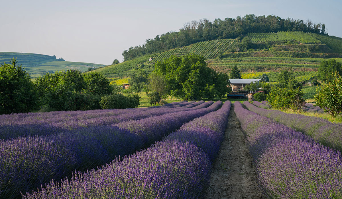 Rows of blooming lavender plants extend toward a hill covered in greenery, with a small farmhouse nestled among trees at the base of the hill, under a clear sky.