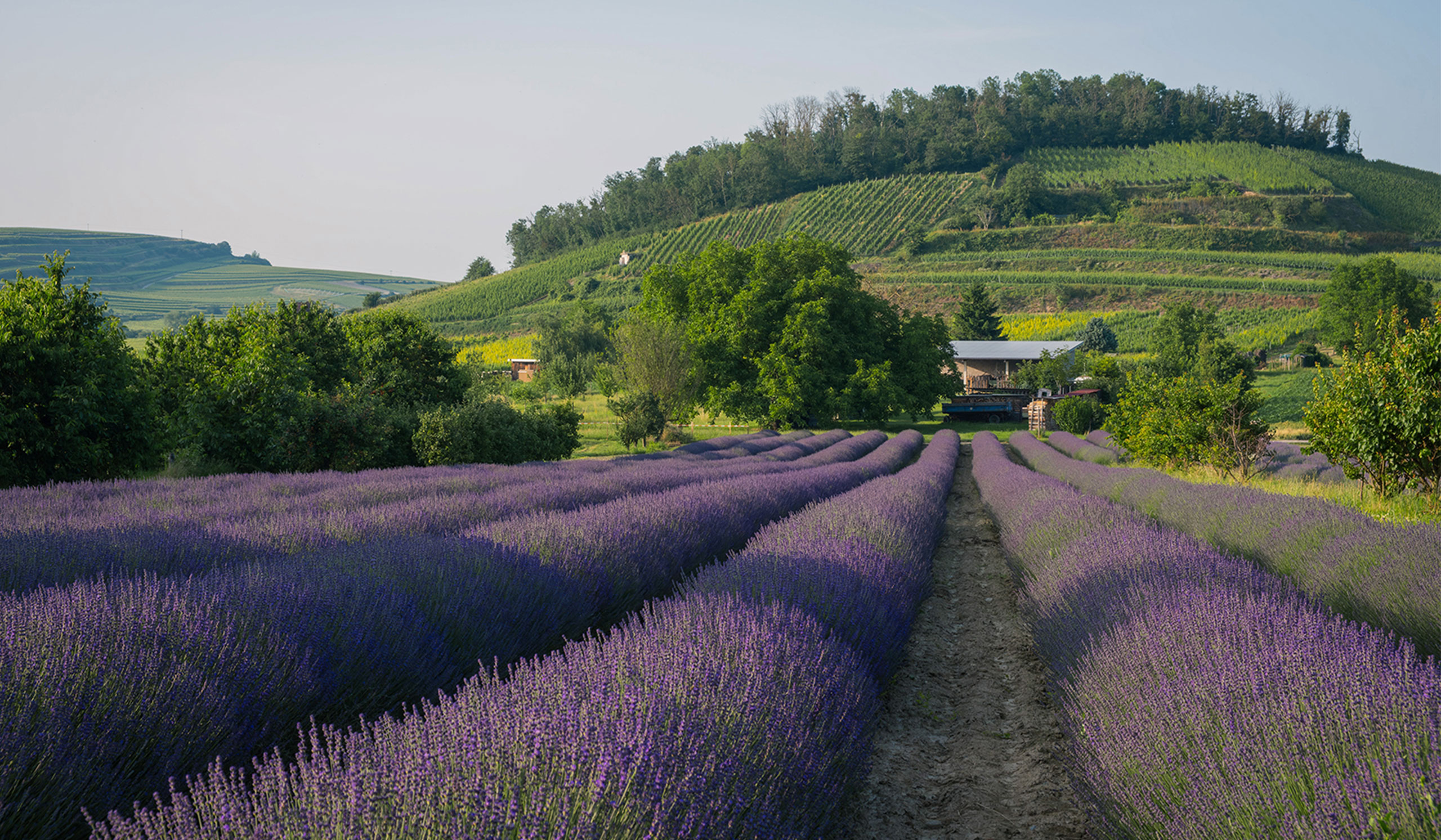 Rows of blooming lavender plants extend toward a hill covered in greenery, with a small farmhouse nestled among trees at the base of the hill, under a clear sky.