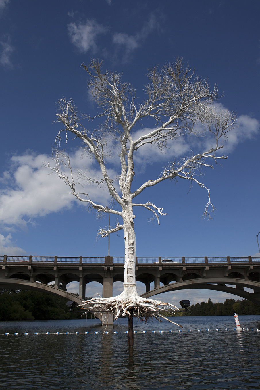 A leafless tree painted white with exposed roots stands over water in front of a bridge on a clear, sunny day.