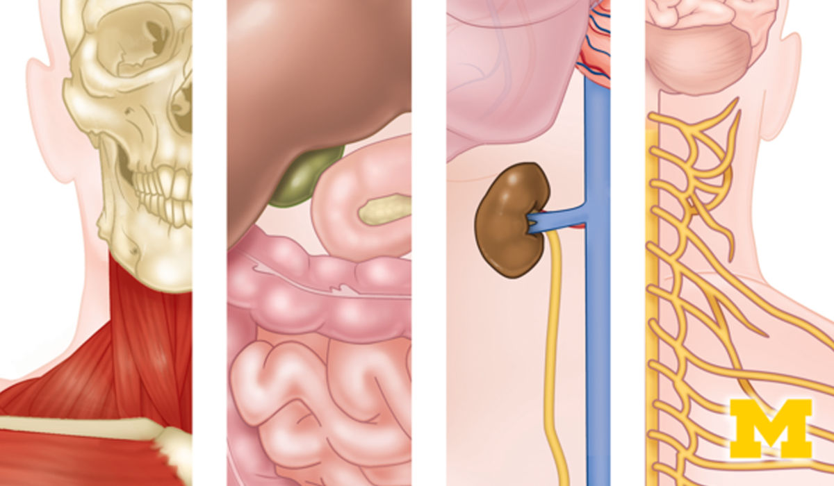 Anatomy