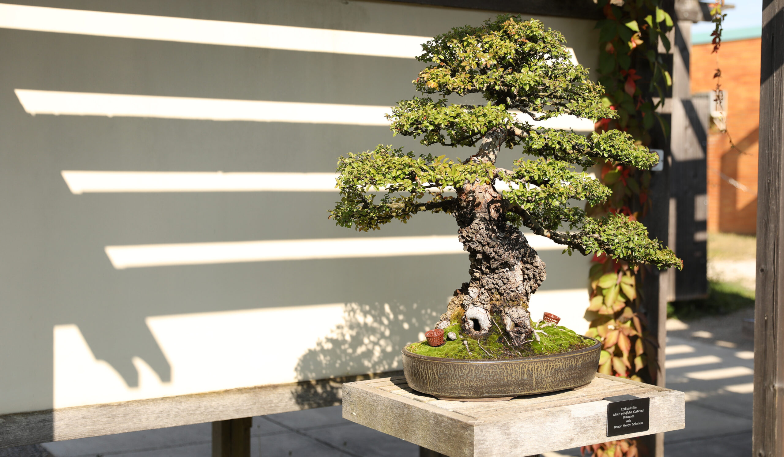 glücksbaum bonsai BESPORTBLE Chinesische Geldbaum Bonsai Glücksbaum Deko Feng Shui Baum –  techstudio.ch