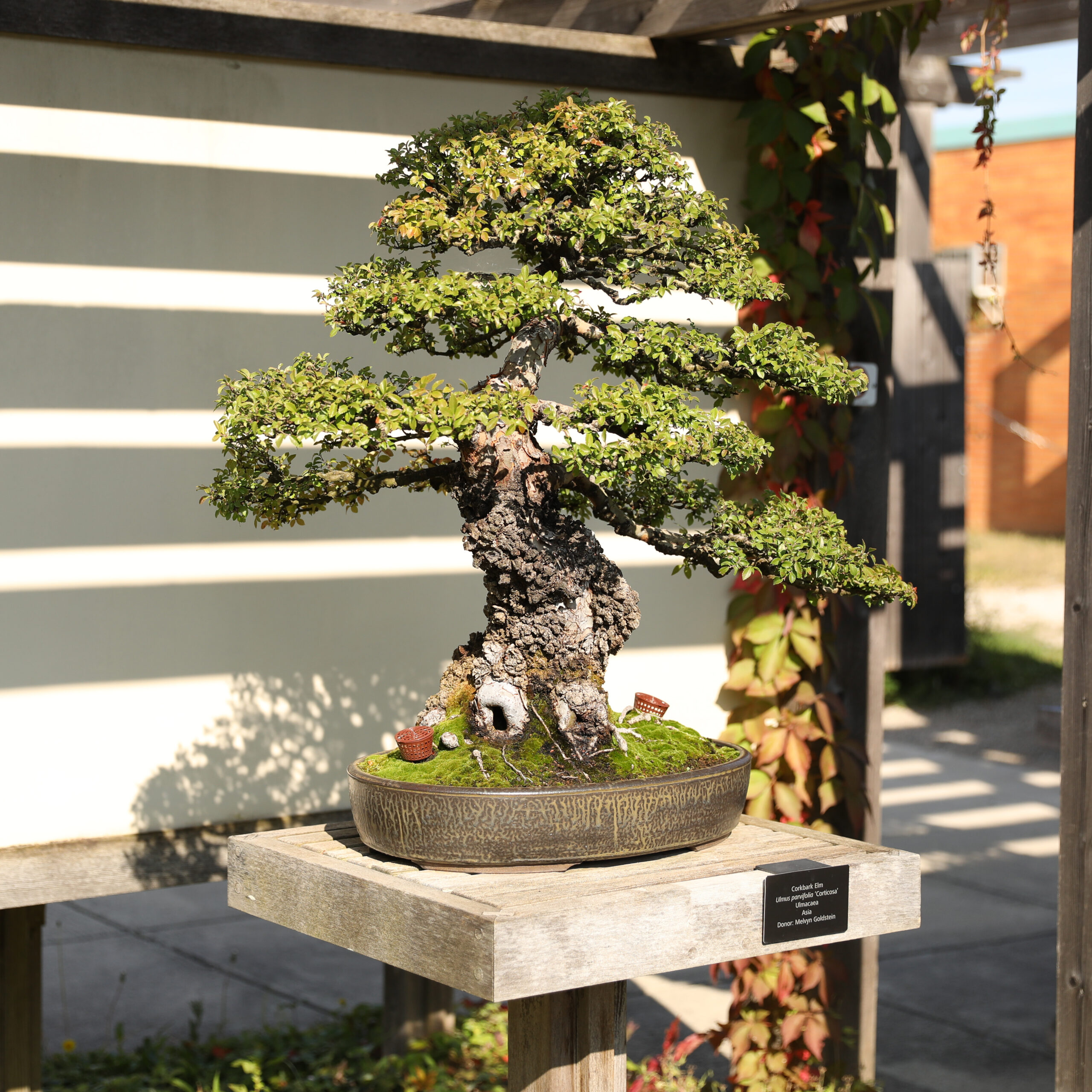 A photo of a bonsai tree on a wooden stand outdoors with a white wall behind it.