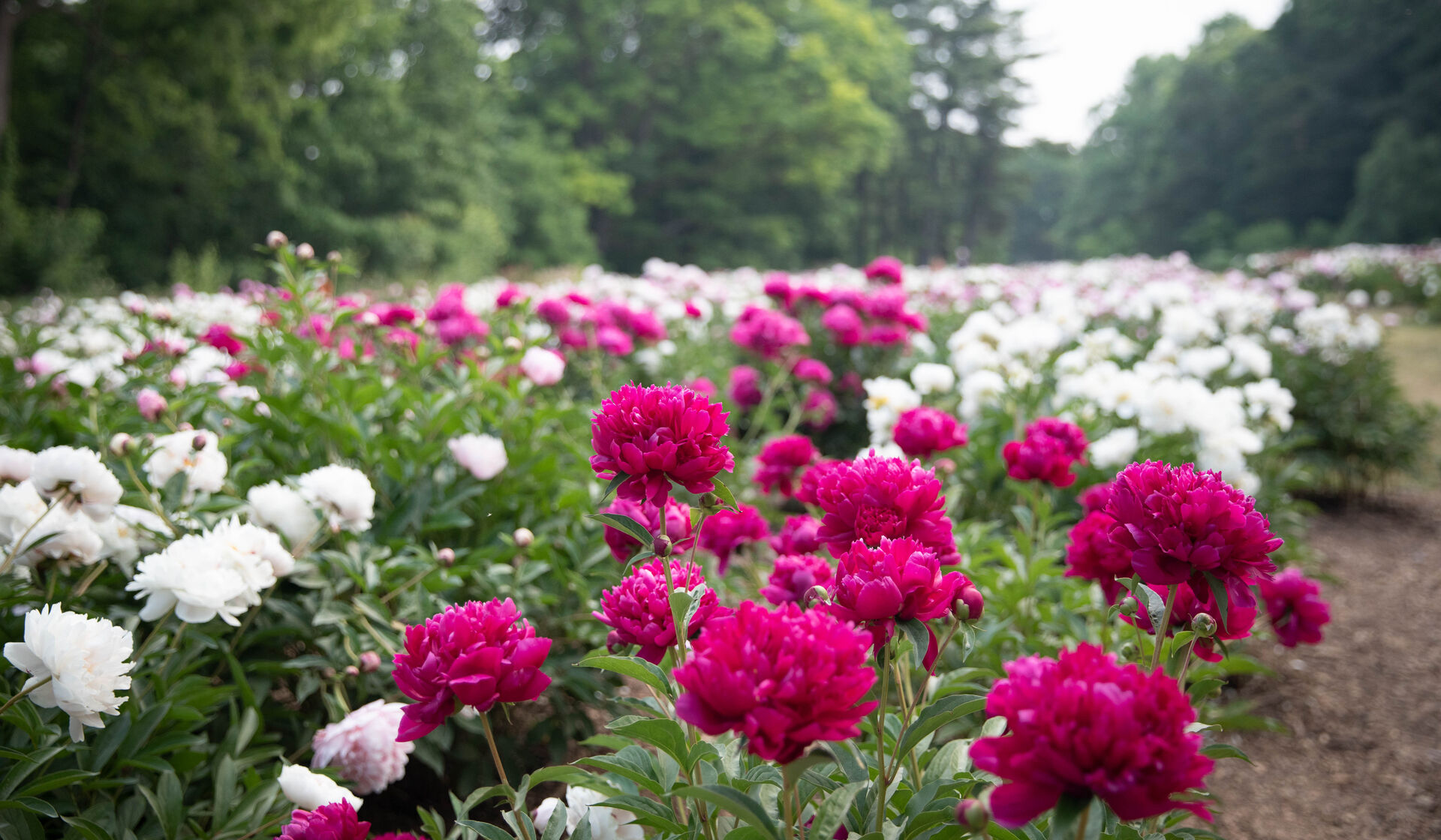 Rows of pink and white peonies at Nichols Arboretum.