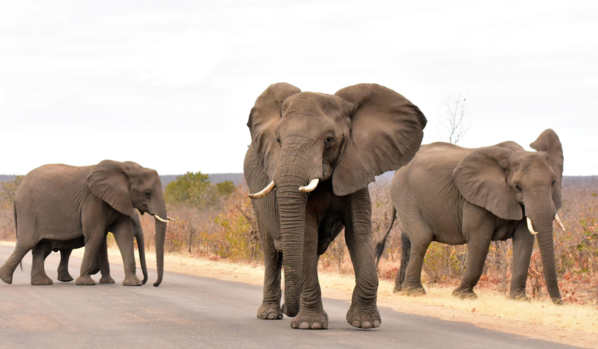 African Expedition 1200x700