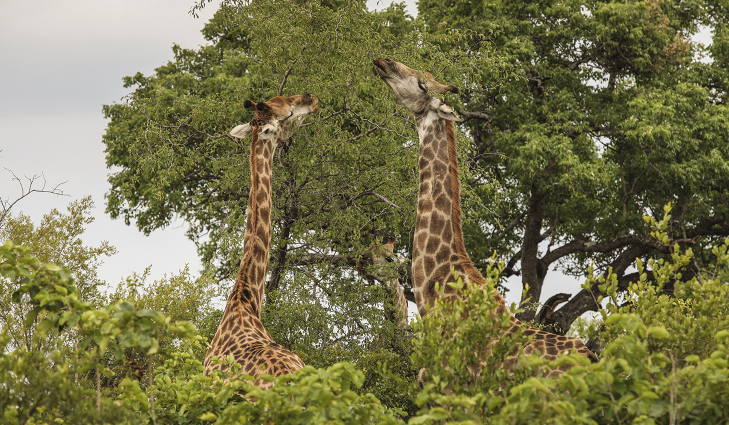 African Expedition 2560x1493