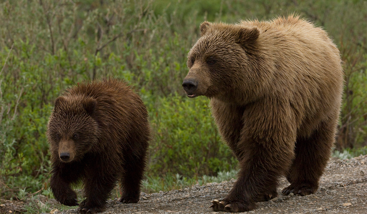 Alaskas Untamed Wilderness 1200x700