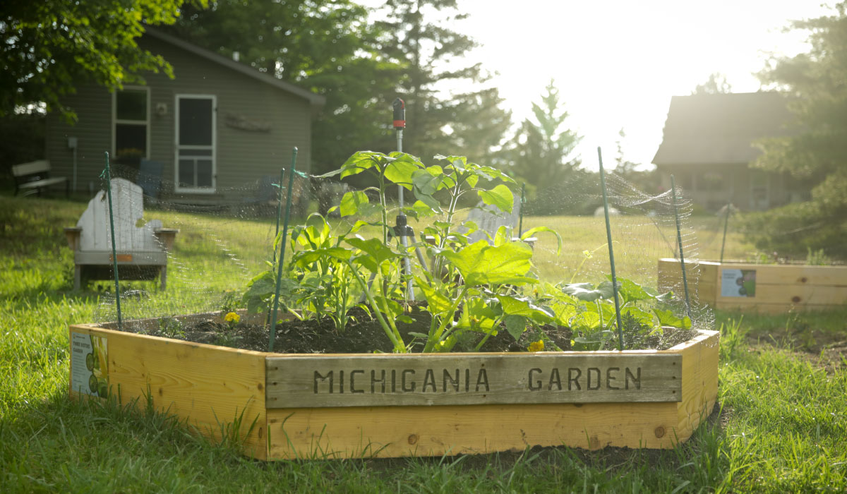 Michigania garden