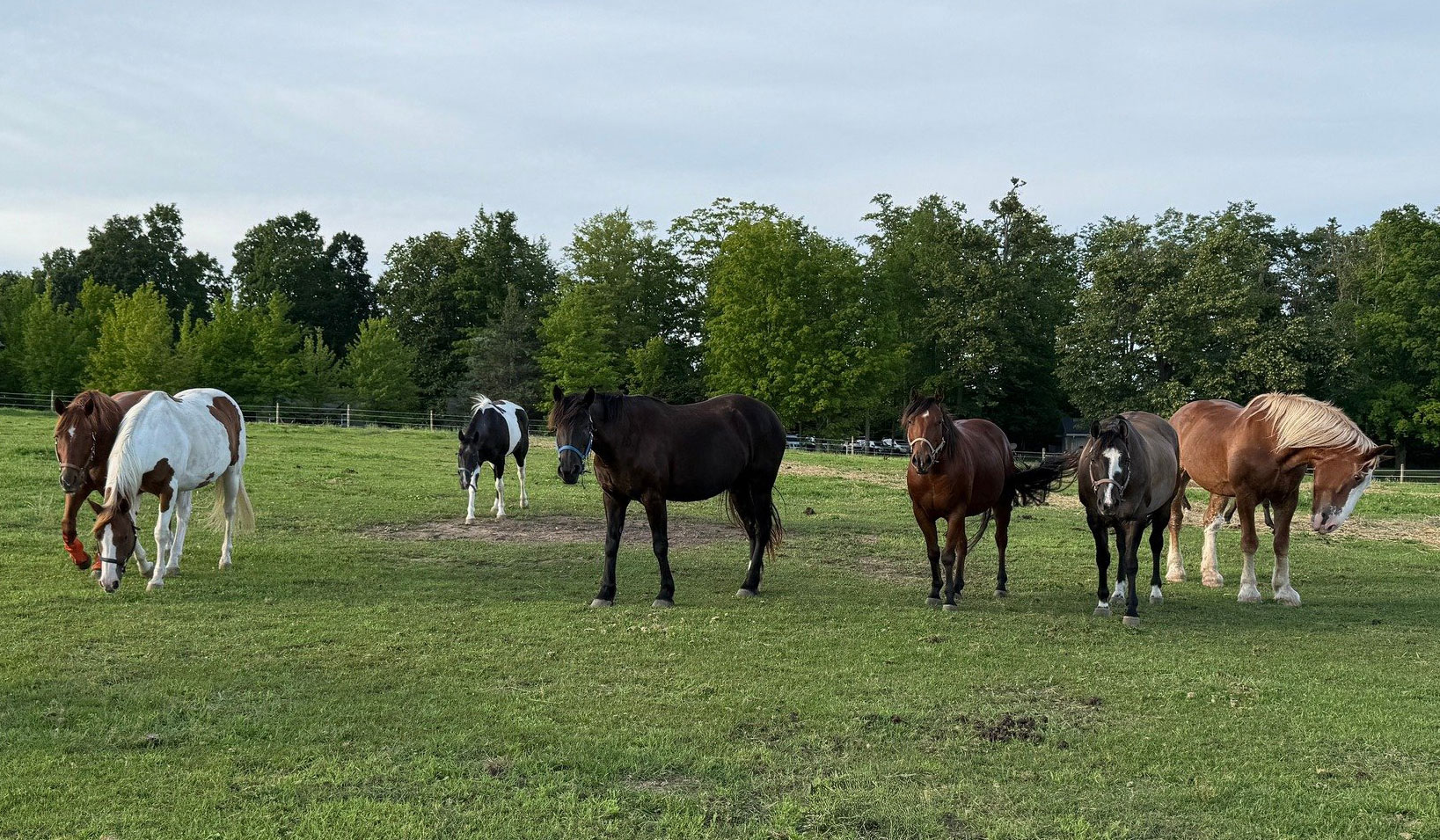 A herd of horses at Camp Michigania.