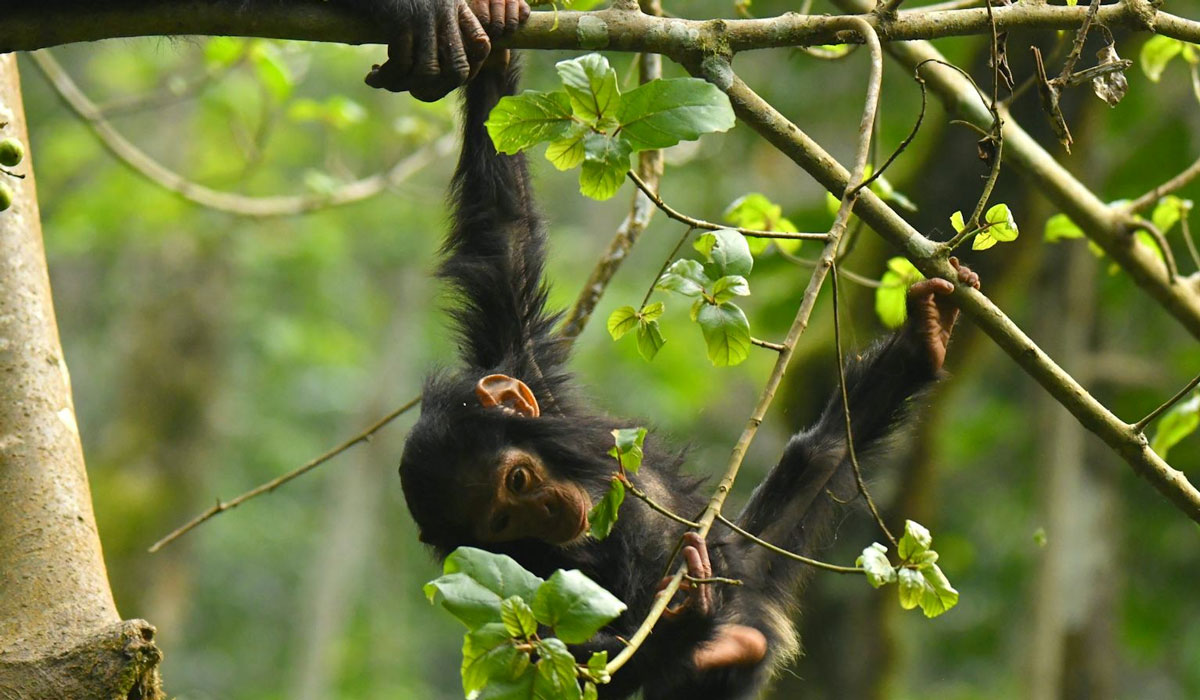 Chimp
