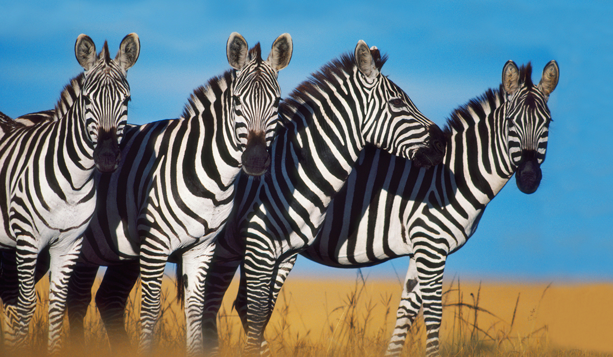 Classic Safari 1200x700