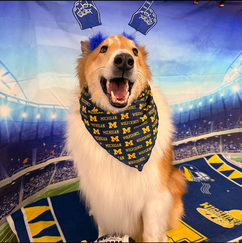 Dabaja Phillip Dog