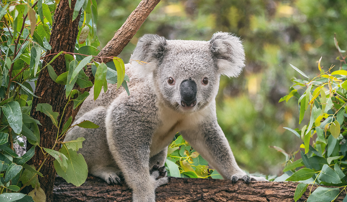Exploring Australia 1200x700