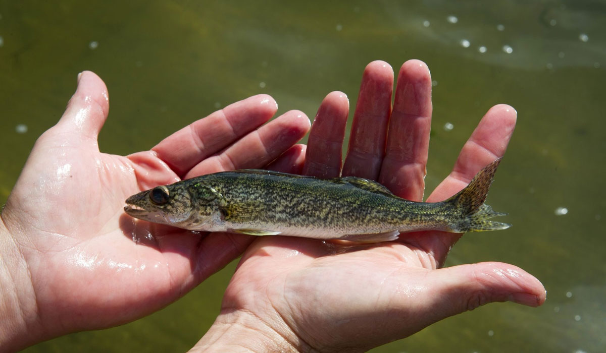 Fish